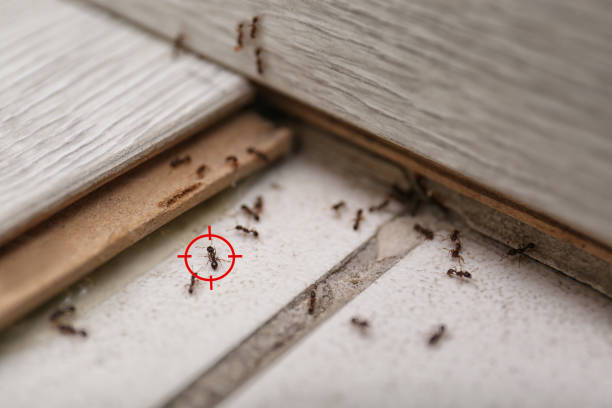 Best Emergency Pest Control  in New Haven, CT
