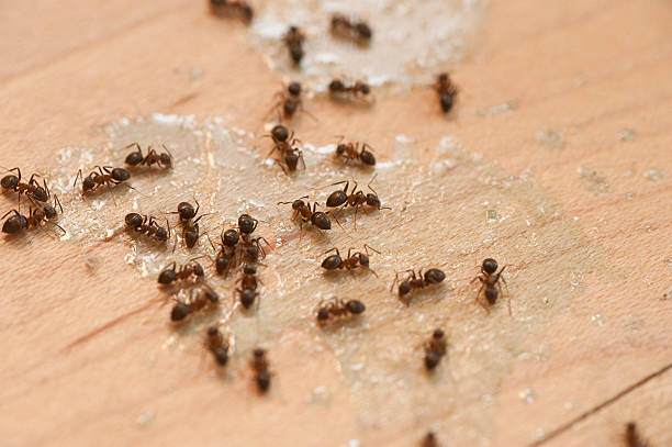 Best Best Pest Control Companies  in New Haven, CT