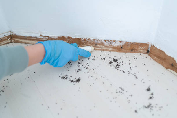 Best Bed Bug Extermination  in New Haven, CT